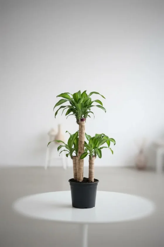 Saksıda Dracaena