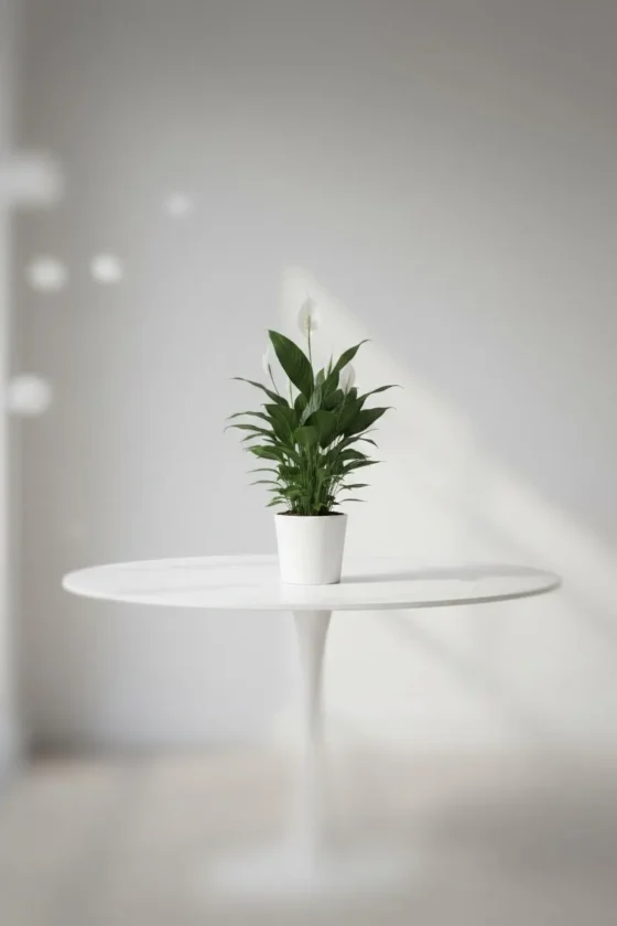 Spathiphlyllum