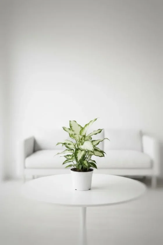 Aglaonema