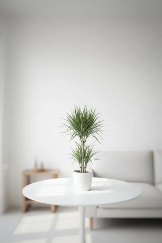 Dracaena Marginata