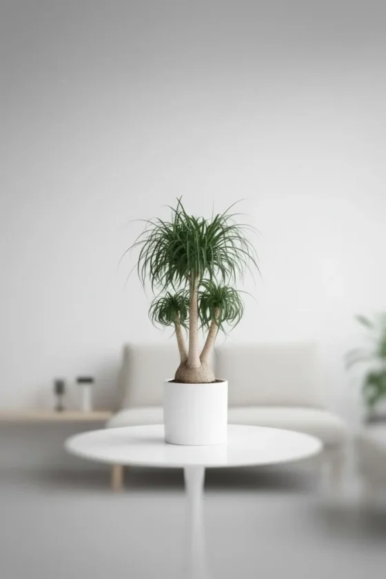 Ponytail Palm