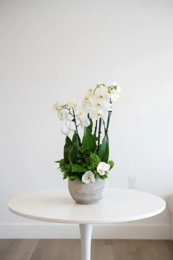 Phalaenopsis Orkide Tanzim